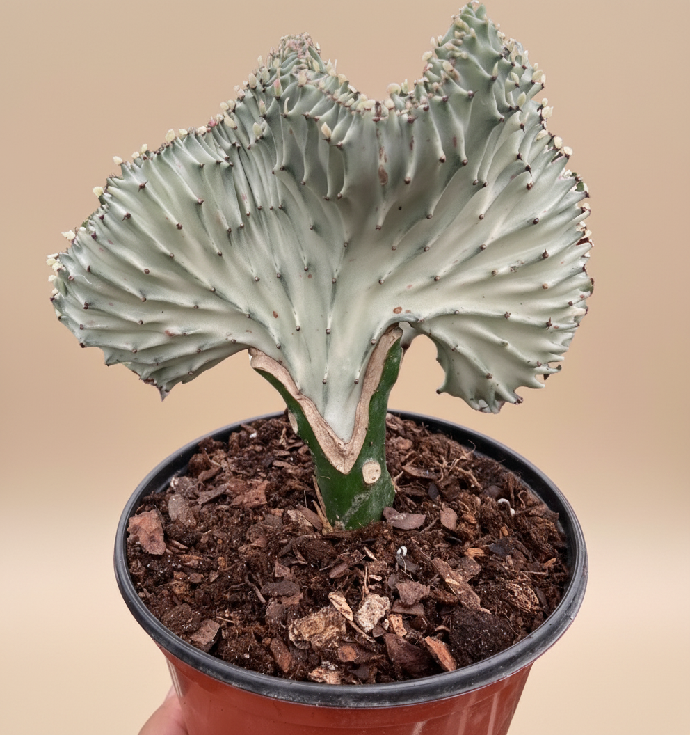 Succulent Euphorbia Lactea Ghost