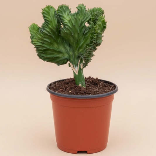 Succulent Euphorbia Lactea Mermaid Tail