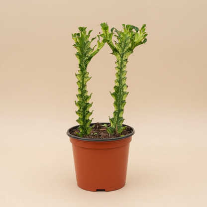 Euphorbia 'Mint Cream'
