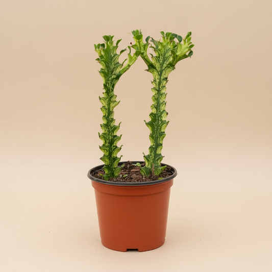 Euphorbia 'Mint Cream'