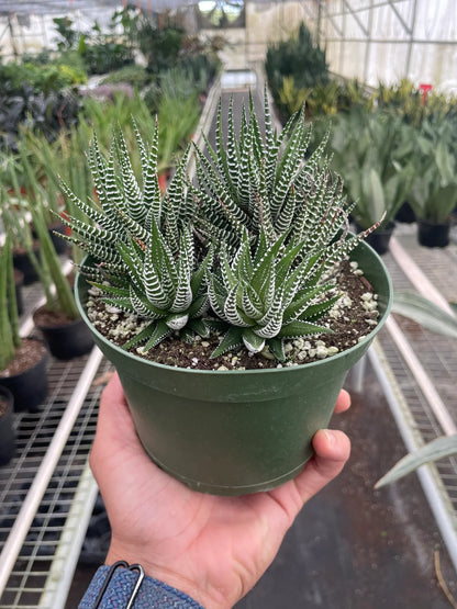 Zebra Haworthia