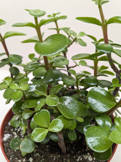 Portulacaria Afra 'Elephant Bush'