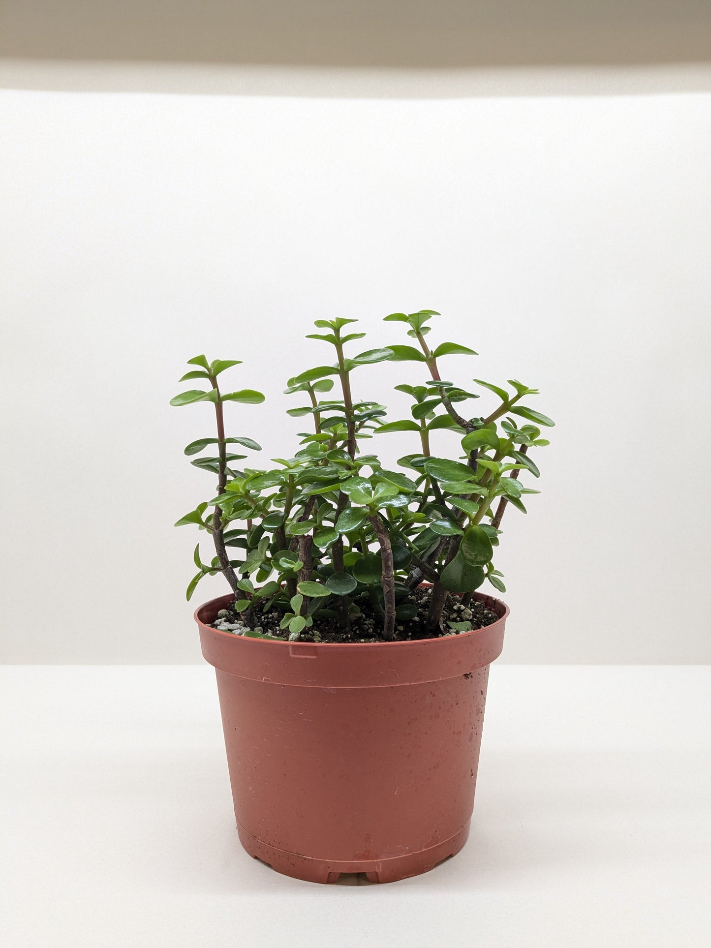 Portulacaria Afra 'Elephant Bush'