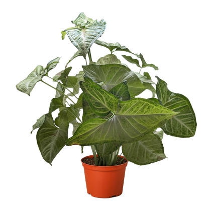 Syngonium 'Confetti'