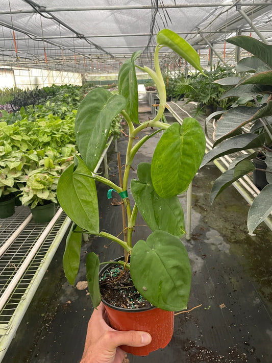 Syngonium Macrophyllum ‘Ice Frost’