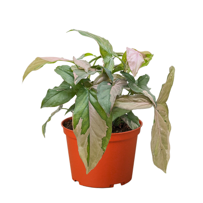 Syngonium 'Pink Splash' - 4" Pot