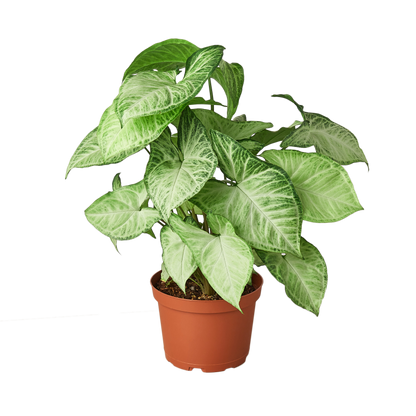 Syngonium White Butterfly