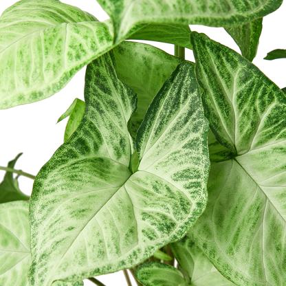 Syngonium White Butterfly