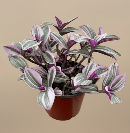 Tradescantia 'Nanouk'