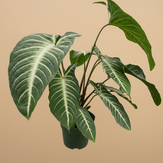 Xanthosoma 'Lendenii'