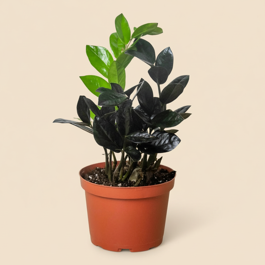 ZZ Zamioculcas 'Black Queen'