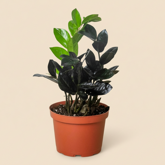 ZZ Zamioculcas 'Black Queen'