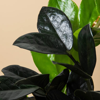 ZZ Zamioculcas 'Black Queen'