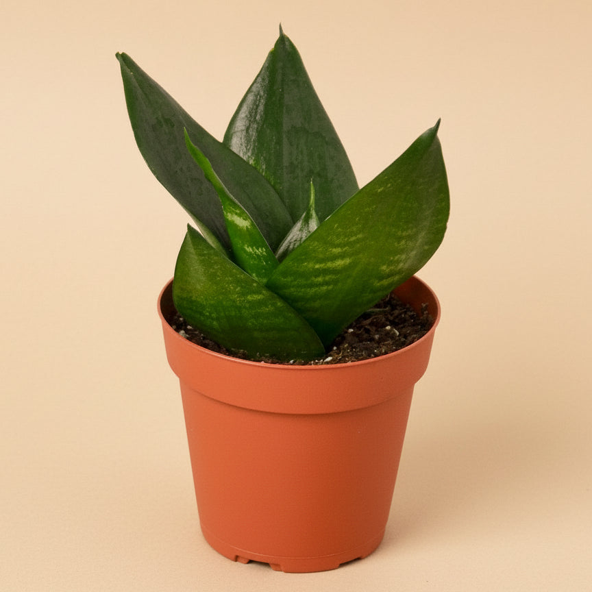 Snake Plant Jade