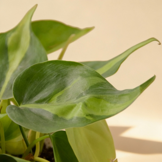 Philodendron 'Brasil'