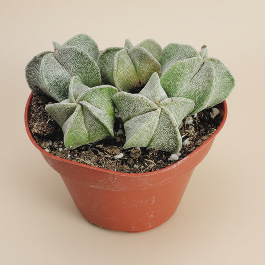 Bishop's Cap Clusters- Astrophytum Myriostigma 4”