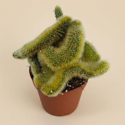 Crested Golden Rat Tail | 2.5 inch | Cleistocactus winteri cristata