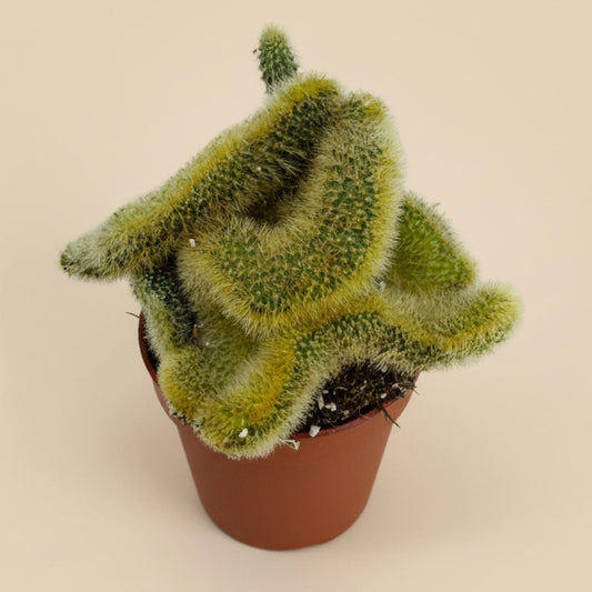 Crested Golden Rat Tail | 2.5 inch | Cleistocactus winteri cristata