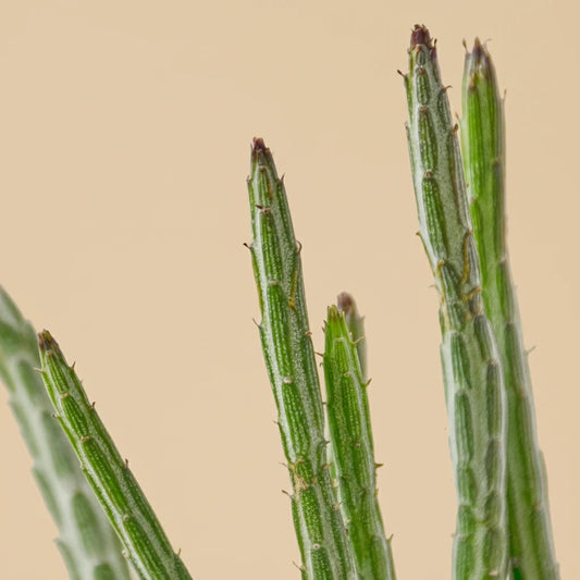 Senecio Stapeliiformis Pickle Plant