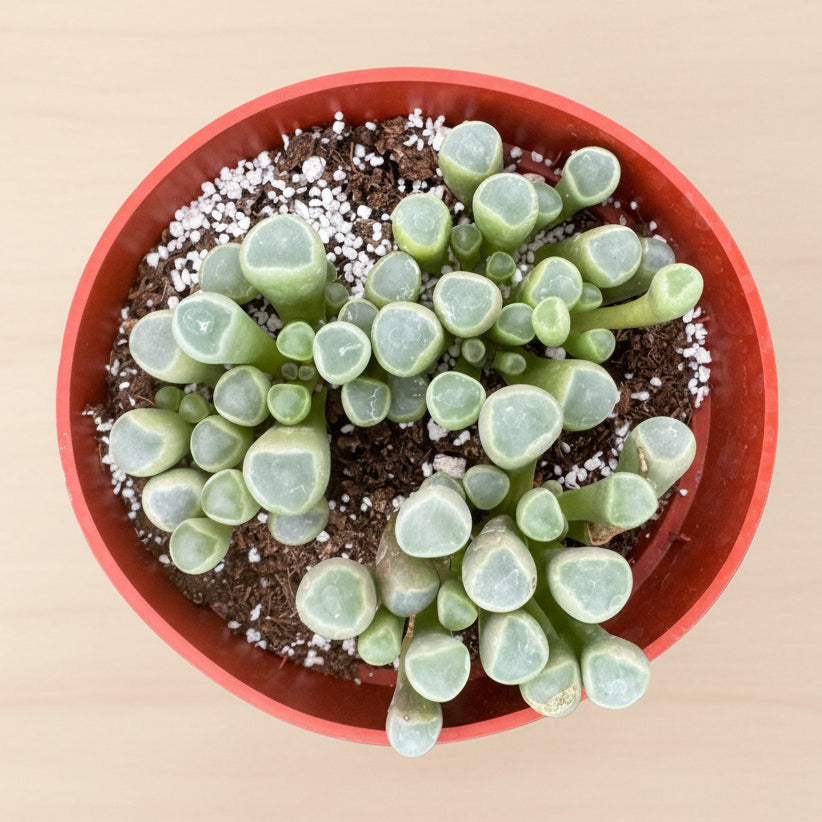 Baby Toes | 4 inch | Fenestraria aurantiaca