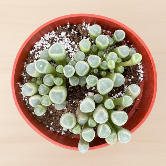 Baby Toes | 4 inch | Fenestraria aurantiaca