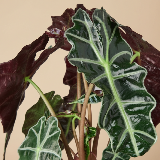 Alocasia Polly 'African Mask'