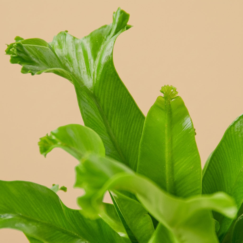 Bird’s Nest Leslie Fern