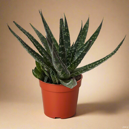Succulent Haworthia Limifolia