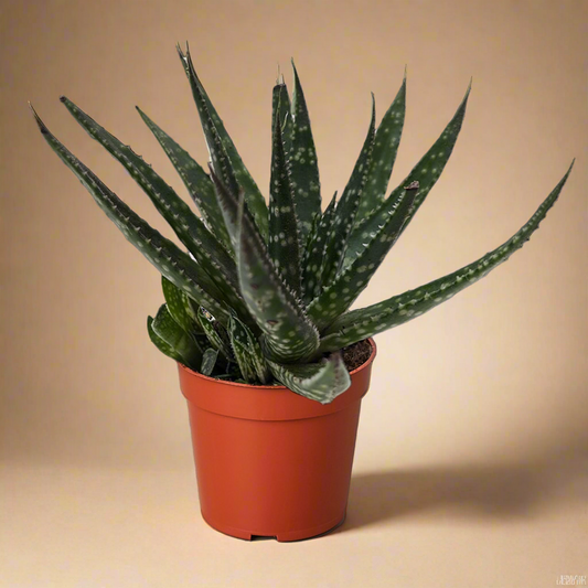 Succulent Haworthia Limifolia