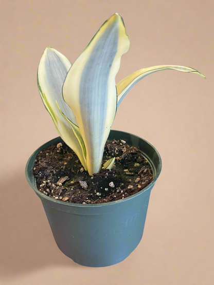 6” Sansevieria Trifasciata ‘Ghost’ - Snake Plant
