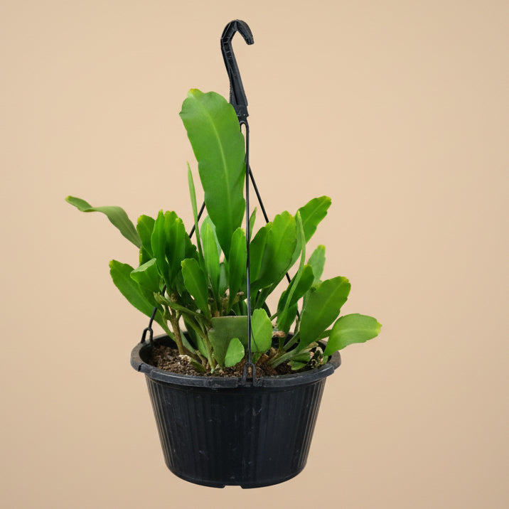 Epiphyllum Orchid Cactus 10” HB