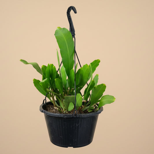Epiphyllum Orchid Cactus 10” HB