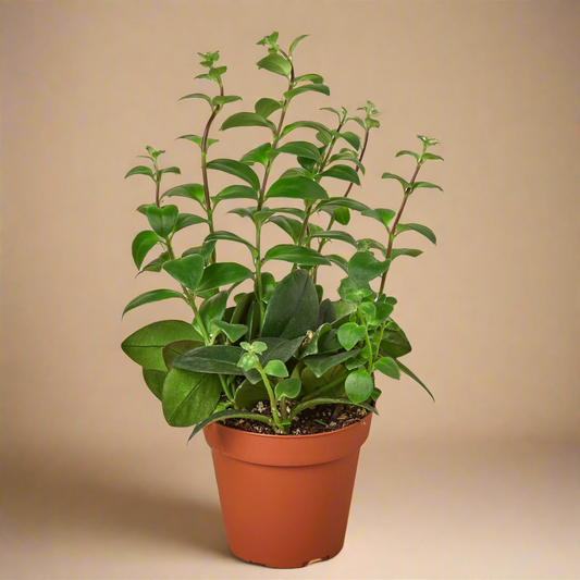 Lipstick Plant