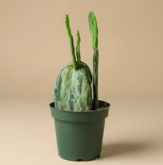 Variegated optunia cactus plant on a beige background