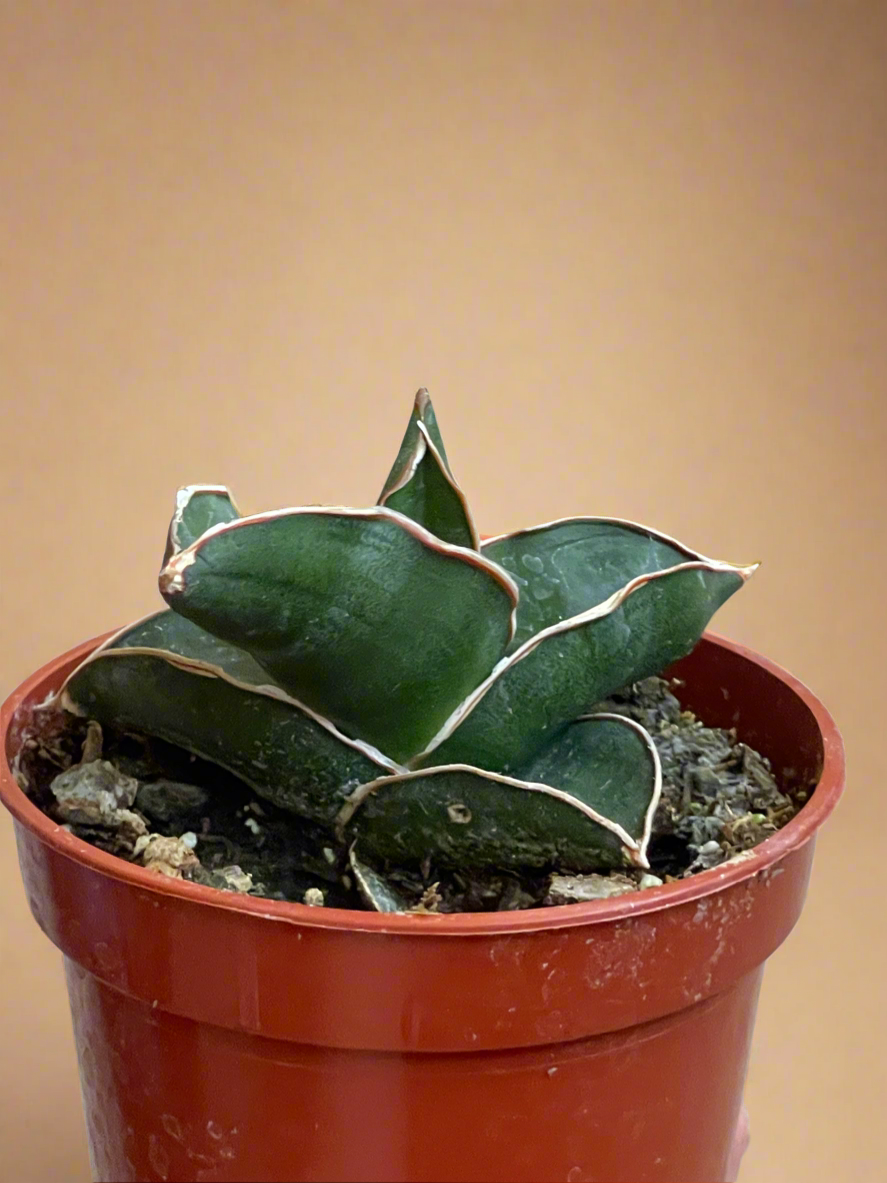 3.5” Sansevieria ‘Bonji’