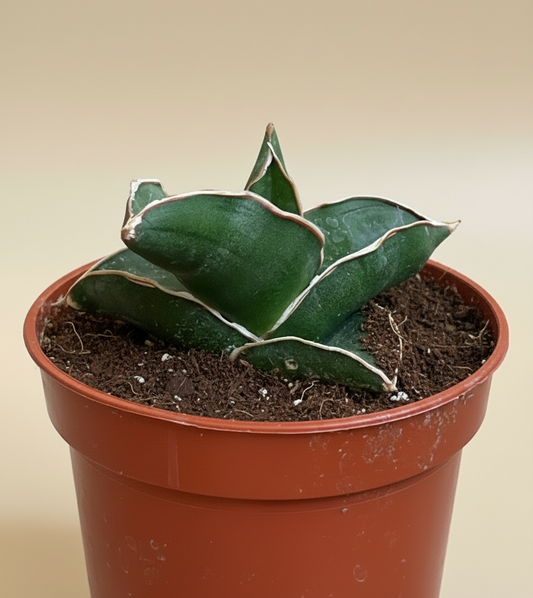 3.5” Sansevieria ‘Bonji’