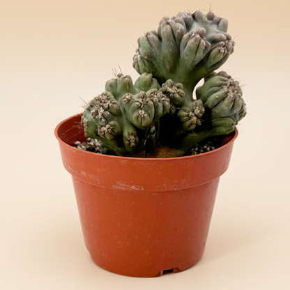 Ming Thing Cactus | 4 inch | Cereus forbesii monstrose