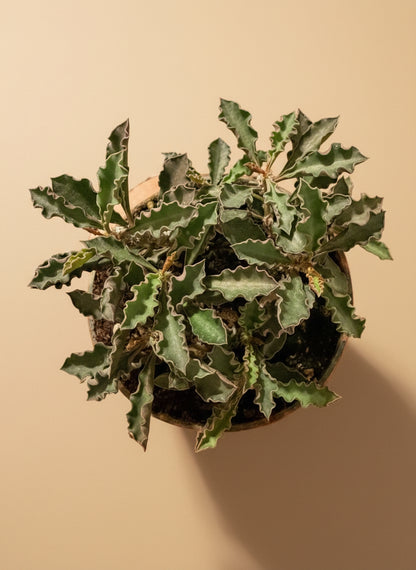 4.5” Euphorbia Decaryi