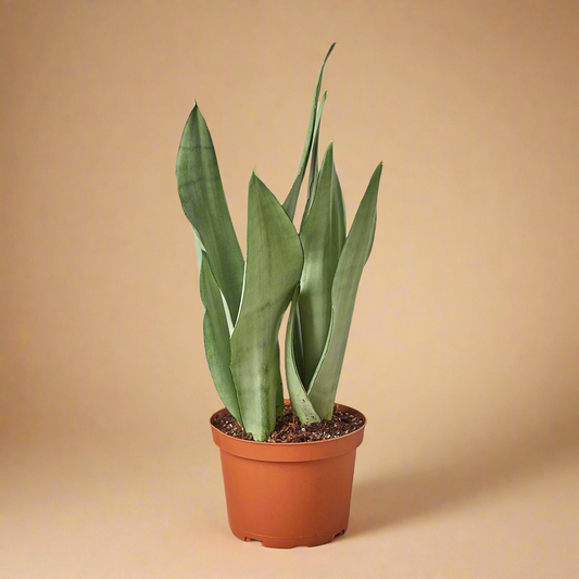 Snake Plant Moonshine