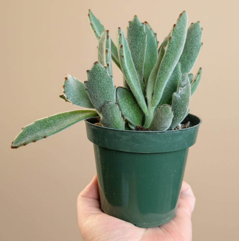 Kalanchoe Tomentosa - Panda Plant 4.5” pot