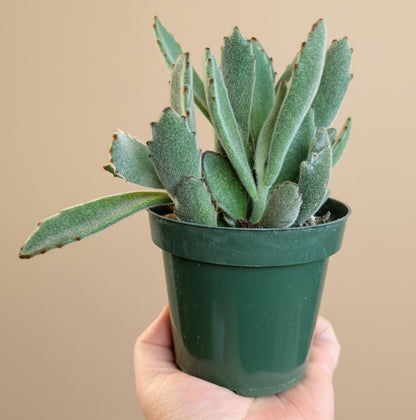 Kalanchoe Tomentosa - Panda Plant 4.5” pot