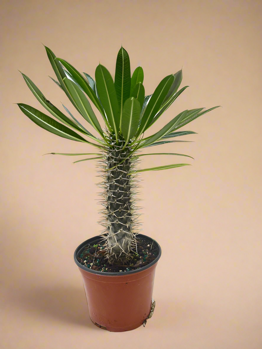 Pachypodium 'lamerei' (Madagascar Palm)