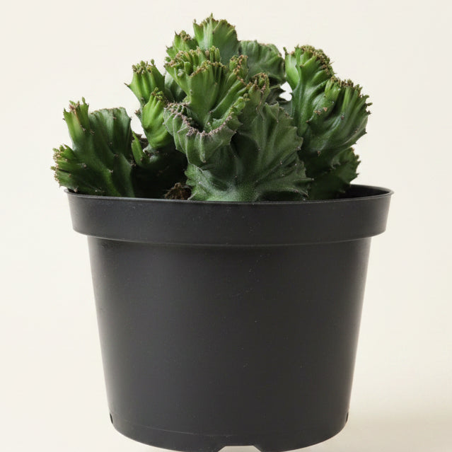 Coral Cactus - Euphorbia lactea 'cristata' 8” pot