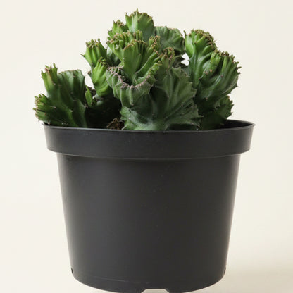 Coral Cactus - Euphorbia lactea 'cristata' 8” pot