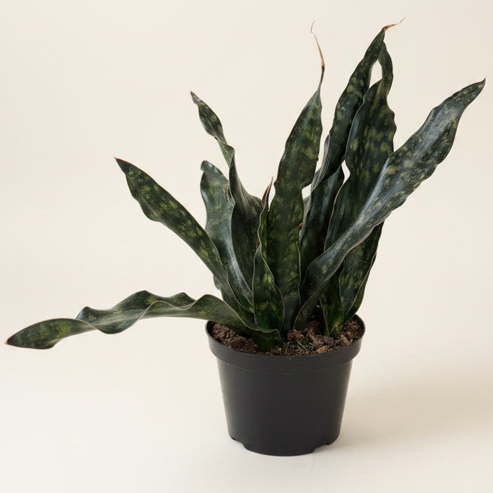 Sansevieria Coppertone Kirkii 8” Pot