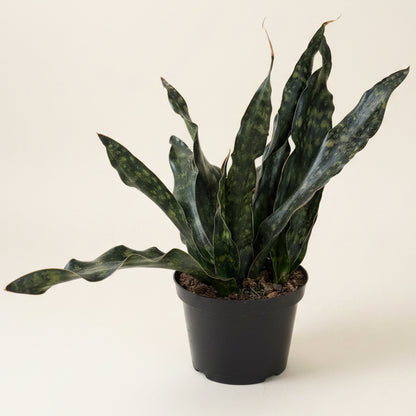 Sansevieria Coppertone Kirkii 8” Pot