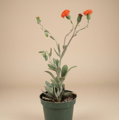 Coral Senecio (Kleinia Fulgens) 4.5” pot