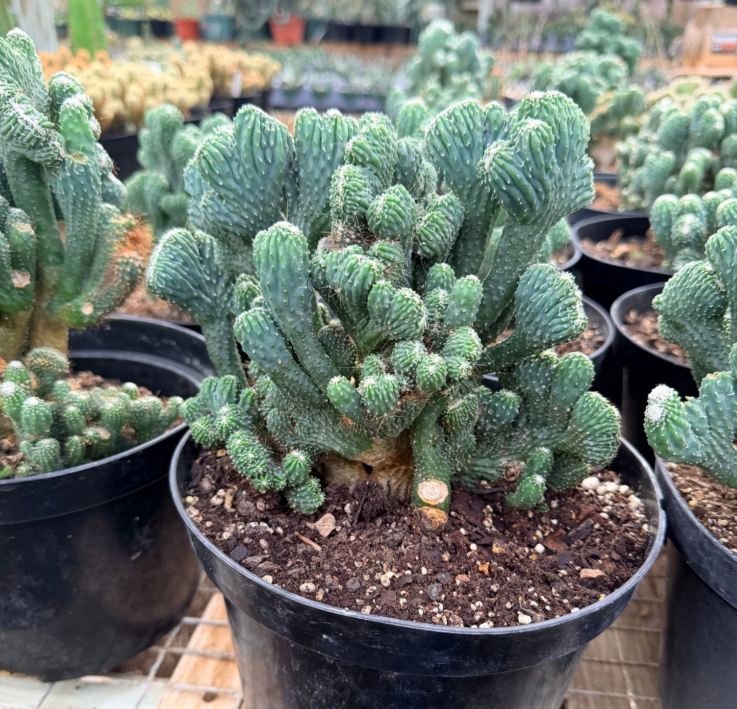 Cereus Peruvianus Monstrose 8” pot