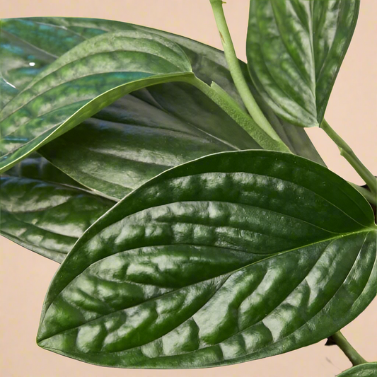Monstera 'Peru'