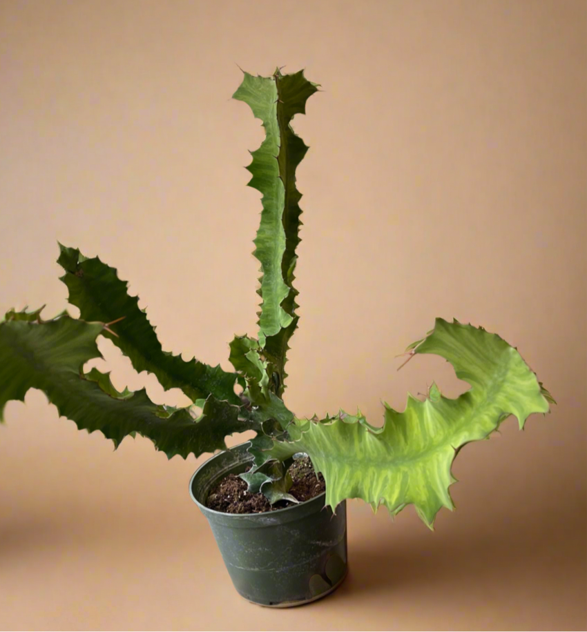 Euphorbia Grandicornis – Cow’s Horn Cactus